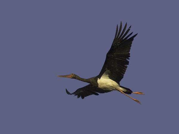 Mustahaikara, Black Stork, Ciconia nigra 